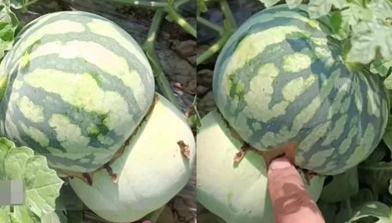 Wow! Petani Ini Klaim Berhasil Ciptakan Perpaduan Buah Melon Semangka
