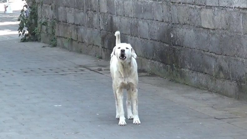 19.000 Kasus Gigitan Anjing Rabies di Bali pada 2023, 3 Korban Meninggal