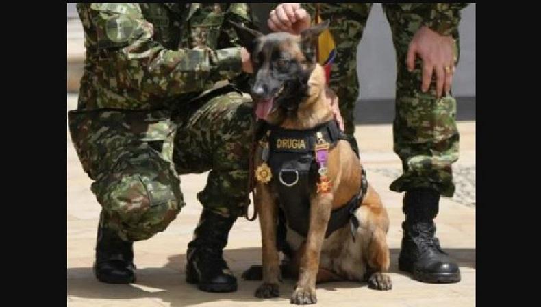 Pemerintah Beri Penghargaan untuk Pihak yang Bantu Temukan 4 Anak Korban Kecelakaan di Hutan Amazon