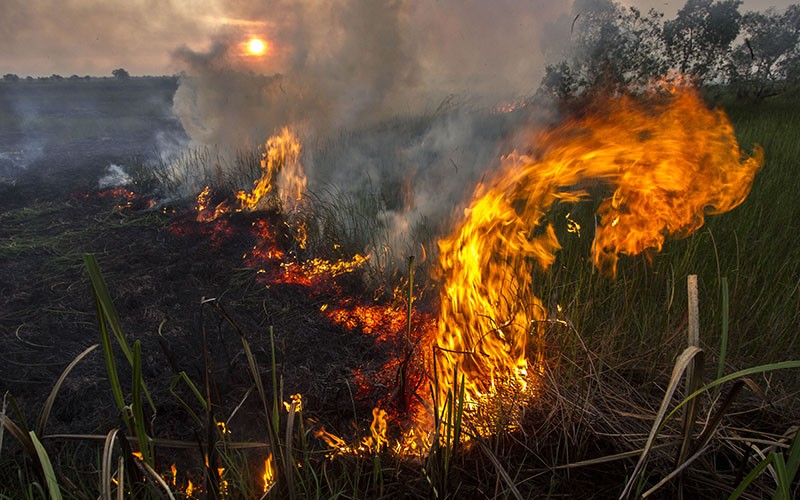 Waspada, Sejumlah Wilayah Berpotensi Karhutla saat Puncak Musim Kemarau Juli-Agustus