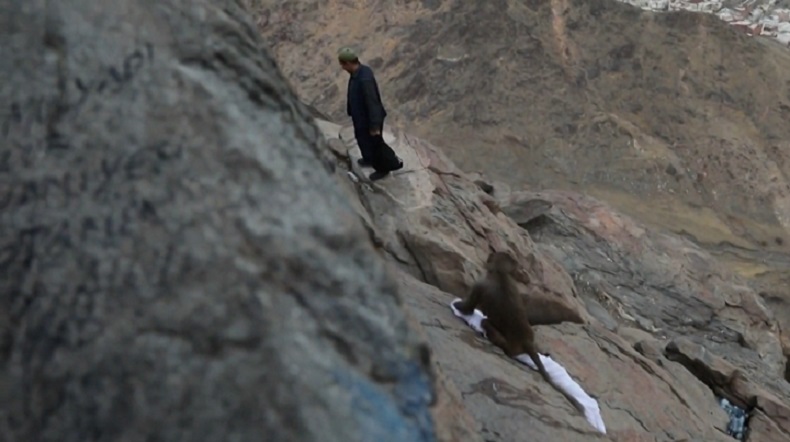 Bandel! Monyet Curi Pakaian Jemaah Haji di Gunung Jabal al-Nour dekat Makkah