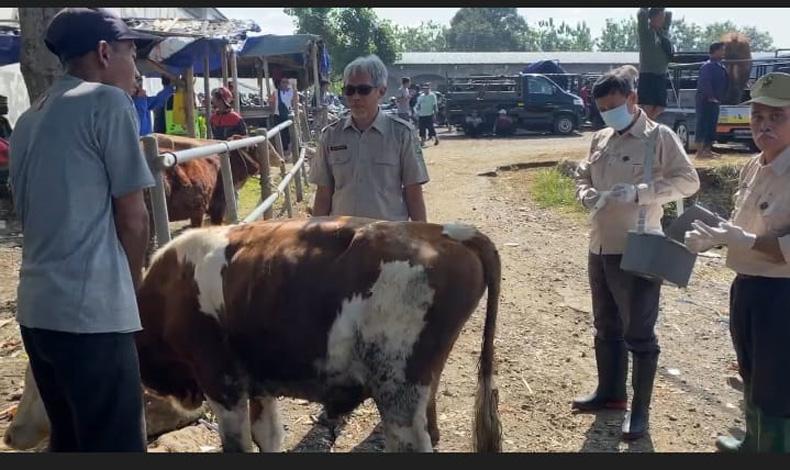 Razia Kesehatan Hewan Kurban, Petugas Temukan 5 Sapi di Banjarnegara Terpapar LSD