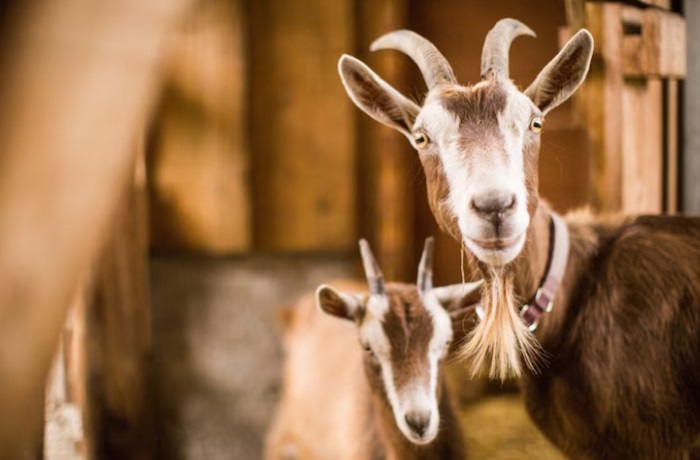 Siapa yang Berhak Menerima Daging Qurban? Begini kata MUI