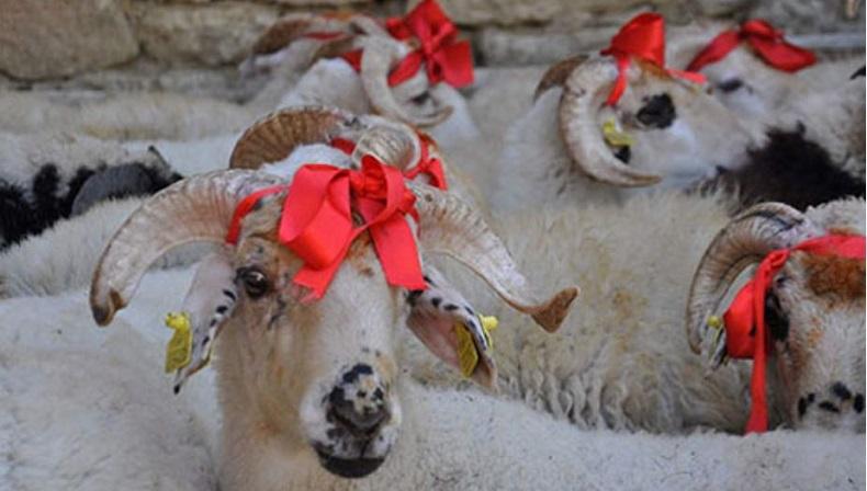  Tradisi Perayaan Idul Adha di Berbagai Negara, Percantik Hewan Kurban dengan Henna 