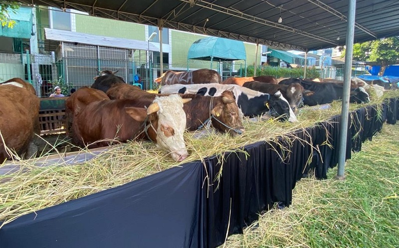 Yayasan Pesantren Islam Al Azhar Kurban Kamis Besok, Potong 81 Sapi dan 735 Kambing