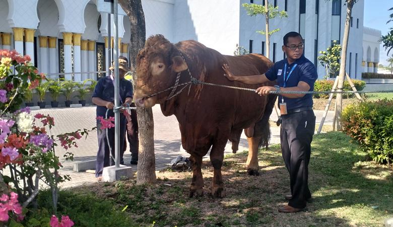 Penampakan Sapi Kurban Presiden Jokowi di Masjid Sheikh Zayed Solo, Beratnya 1,045 Ton