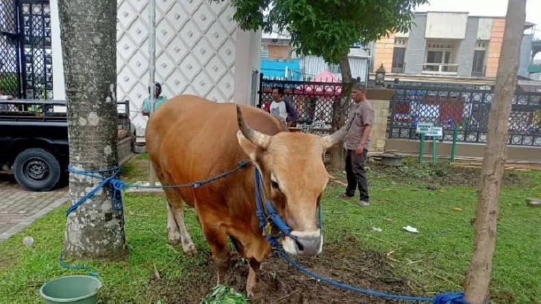 Penampakan Sapi Kurban Presiden Jokowi di Masjid Raya Al Fatah Maluku, Beratnya  900 Kg