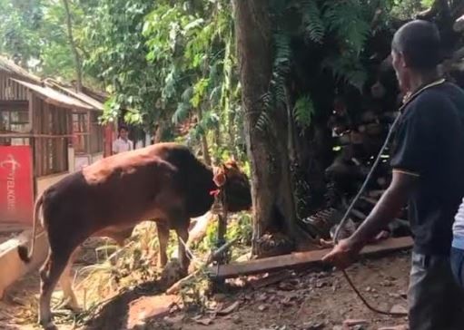 Sapi Kurban Mengamuk saat Hendak Disembelih di Bandarlampung, 2 Warga Luka-Luka
