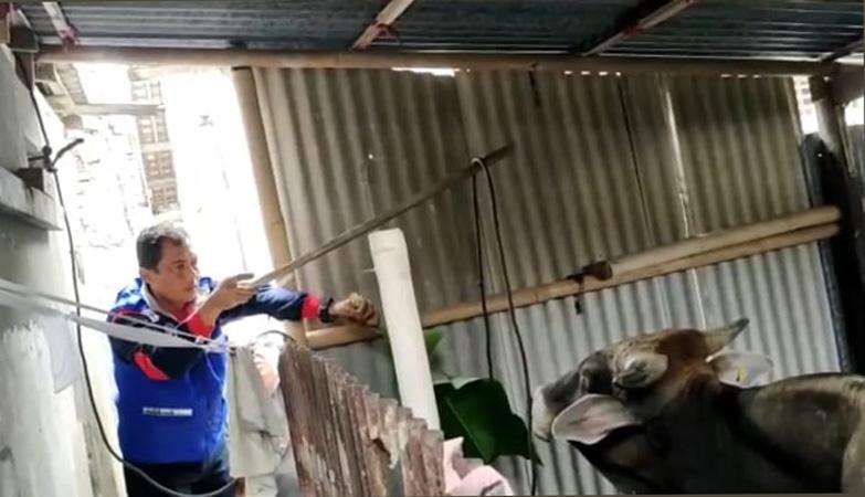 Sapi Kurban di Cilacap Ngamuk lalu Terjepit di Lorong Rumah, Tim Damkar Turun Tangan