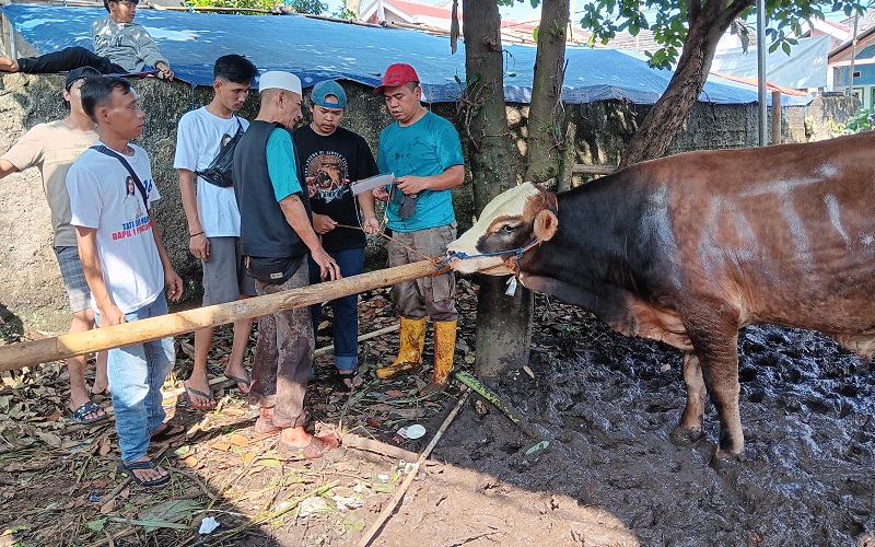 Serahkan 2 Sapi Kurban, Bacaleg Partai Perindo Tati Sri Hardina: Wujud Pengorbanan dan Keikhlasan