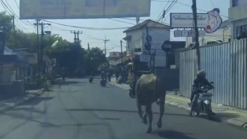 Viral Sapi Lepas Berlarian di Jalanan Tangsel, Hampir Seruduk Pemotor
