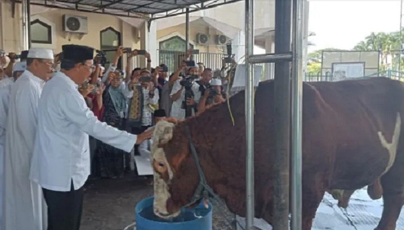 Sahbirin Noor Serahkan Sapi Kurban Jokowi ke Masjid Sabilal Muhtadin Banjarmasin