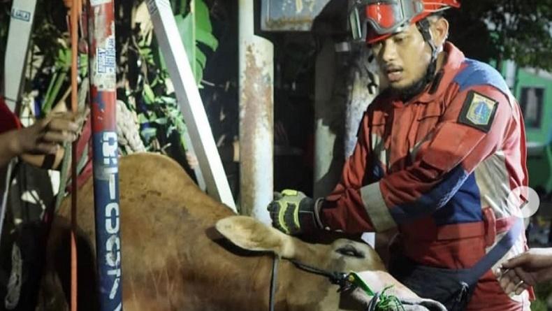 Lepas dari Ikatan, Sapi Kurban Masuk Got di Tanjung Priok