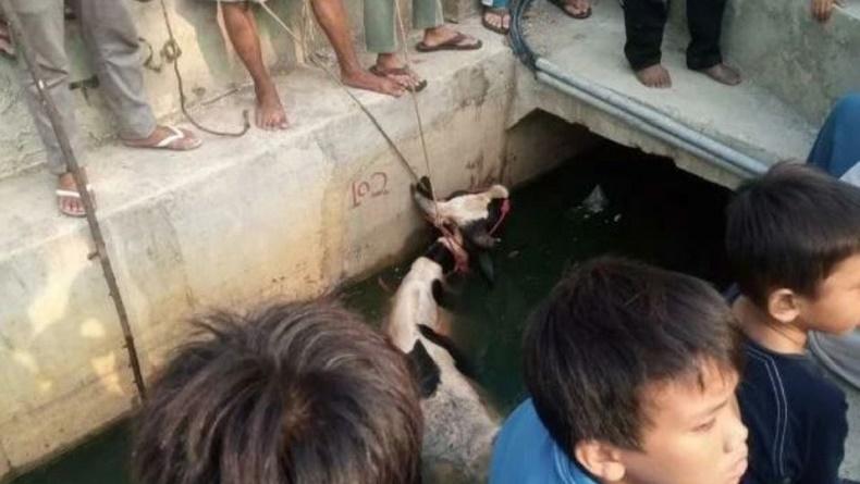 Kaget Dengar Suara Klakson Mobil, Sapi Kurban Kabur lalu Masuk Got