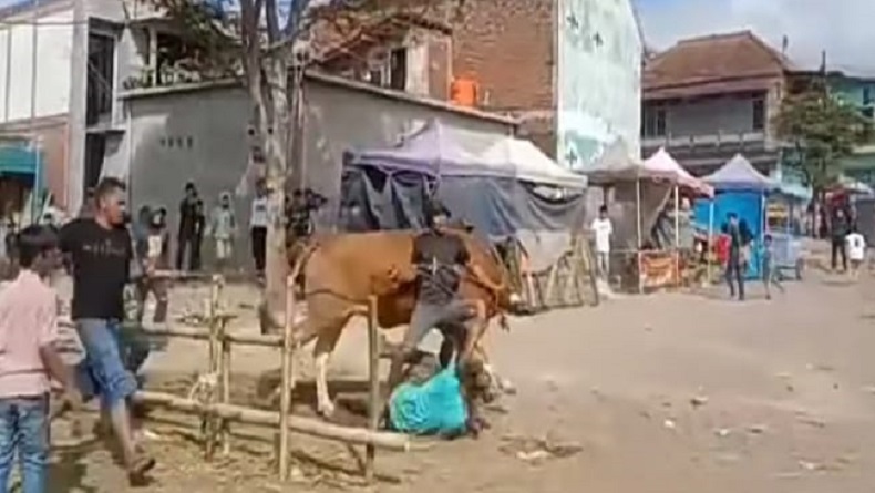 Viral Sapi Kurban Ngamuk di Panawuan Garut, Panitia Terjatuh lalu Terseret