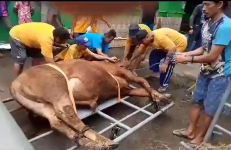 Sapi Kurban Mengamuk saat Akan Disembelih di Sleman, Seruduk Warga hingga Terpental
