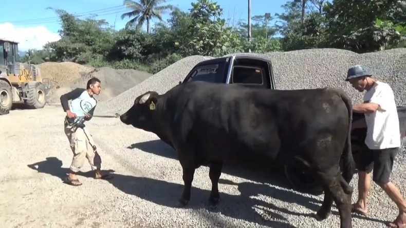 Sekeluarga di Subang Kurban Sapi Wagyu Berharga Rp250 Juta, Daging Dibagikan untuk 1.000 Warga