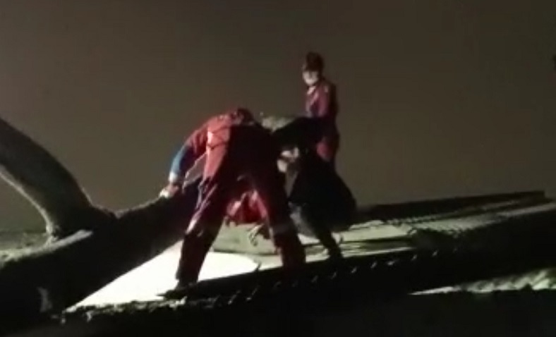 Pohon 8 Meter Tumbang Timpa Rumah di Cengkareng saat Penghuni Asyik Bakar Sate 