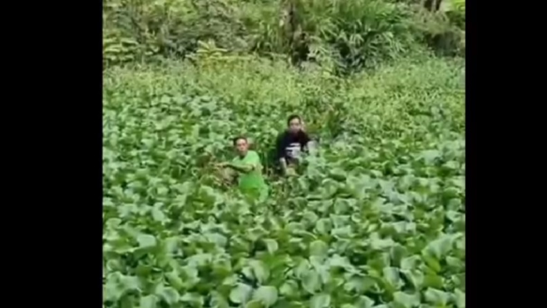 Panitia Kurban di Sleman Kerepotan Cari Sapi Tercebur di Rawa Penuh Eceng Gondok
