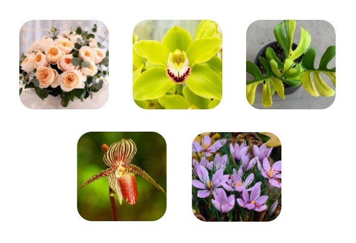 Deretan Bunga Termahal di Dunia, Ada yang Tembus Rp57 Miliar