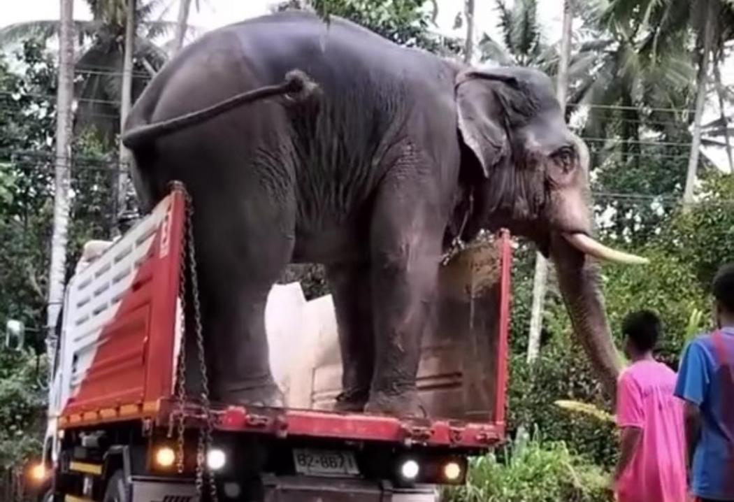 Viral Truk Angkut Gajah Dikira Salah Beli Hewan Kurban 