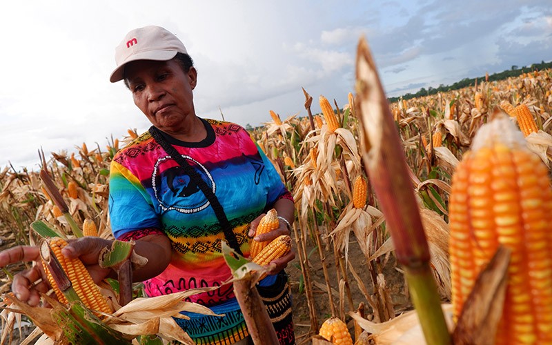 Impor Jagung Disetop, Kementan Minta Bulog dan Perusahaan Pakan Ternak Serap Panen Petani