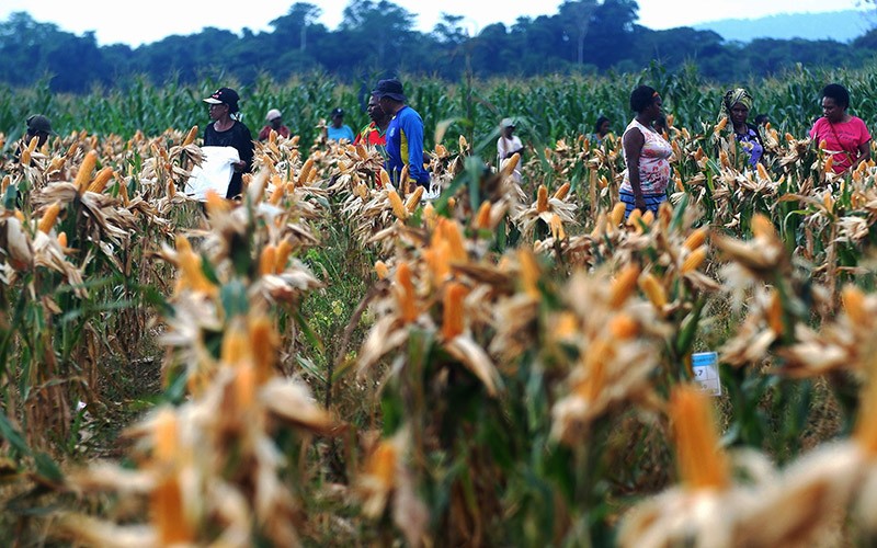 Mentan Minta Bulog Serap Jagung Petani Sesuai HPP