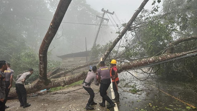 Jalan Trans Sulawesi di Kolaka Timur Lumpuh Total selama 2 Jam akibat Pohon Tumbang