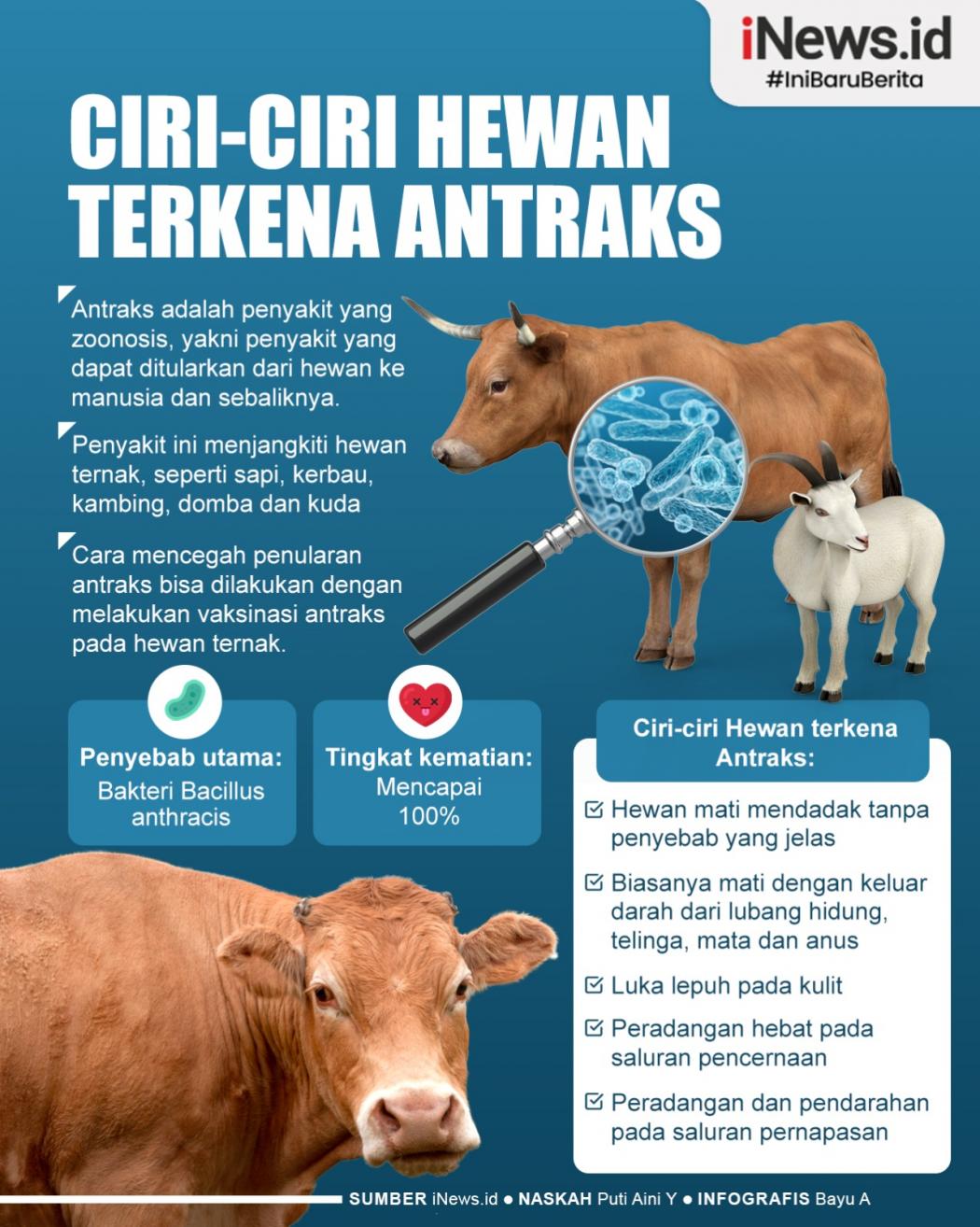 Infografis Ciri-ciri Hewan Terkena Antraks