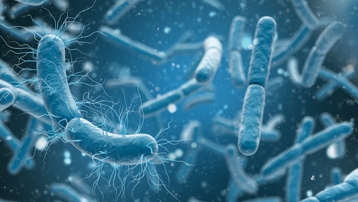 Ciri-ciri Hewan Terkena Antraks dan Cara Mengatasinya