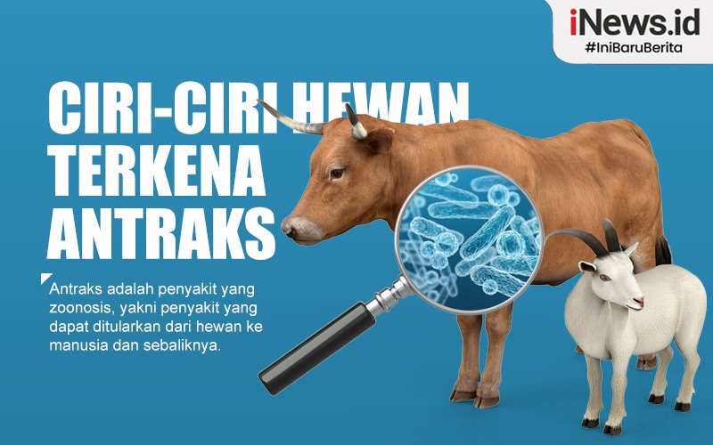 Waspada! 8 Daerah di Jawa Barat Berstatus Endemis Antraks