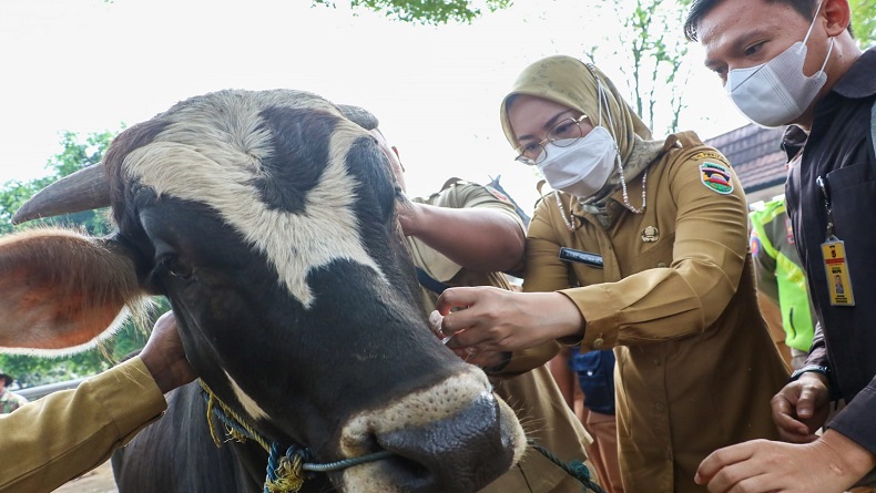 Cegah Penularan Antraks, 1.850 Hewan Ternak di Purwakarta Divaksin