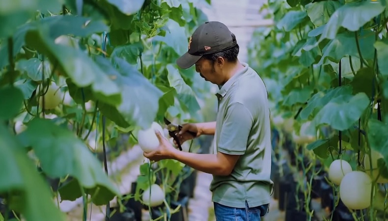 Pria Ini Sukses Budi Daya Melon Premium, Raup Omzet Jutaan Rupiah per Tahun