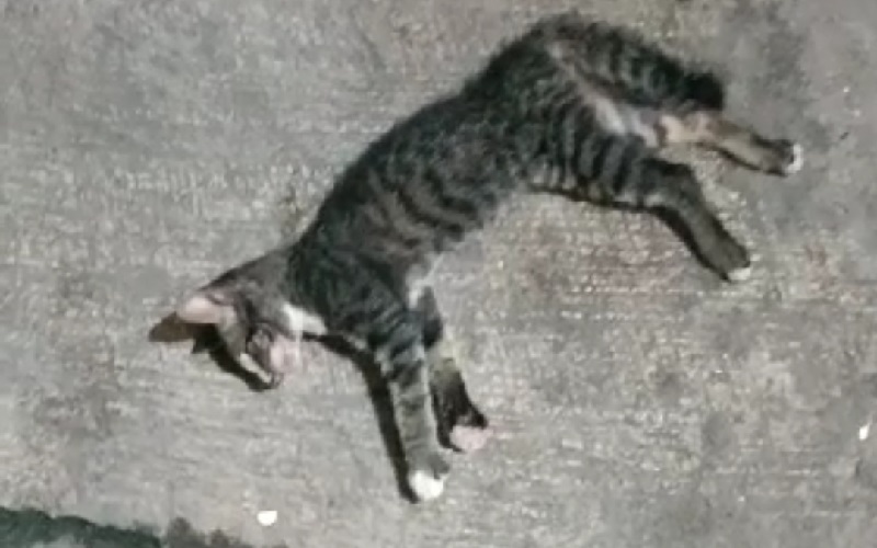 Puluhan Kucing Mati Mendadak di Tanjung Priok, Pemprov DKI Gelar Investigasi