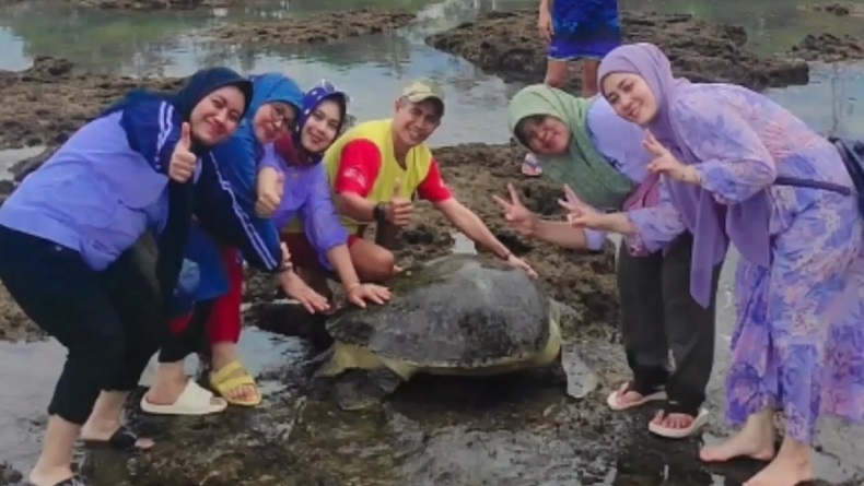 Heboh, Penyu Hijau Langka Terdampar di Objek Wisata Pantai Sindakerta Tasikmalaya
