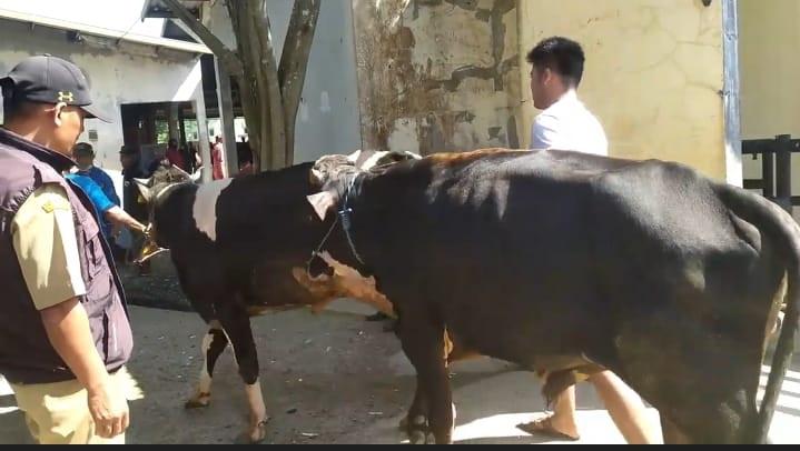 Cegah Penyebaran Antraks, Banjarnegara Perketat Lalu Lintas Sapi dari Luar Daerah
