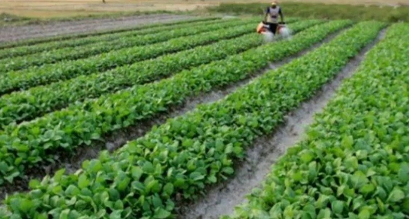 Kampung Unik di Jambi, Singgah ke Desa yang Dihuni Petani Sayur, Suasananya Bikin Adem!