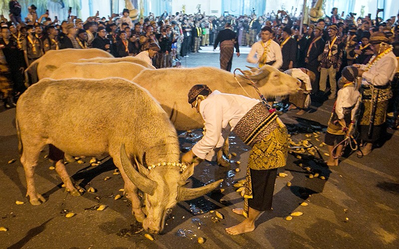 Kebo Bule Pusaka Keraton Surakarta Nyai Pahing Lahirkan Anakan Jantan