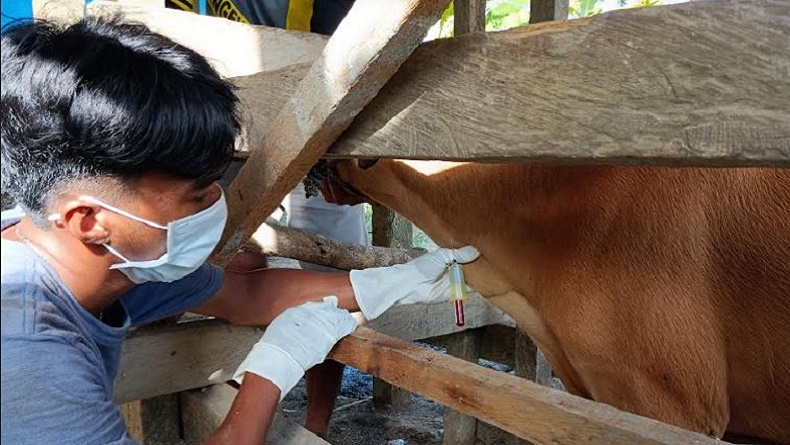 14 Ekor Sapi di Kolaka Timur Terjangkit Virus Jembrana, Lalu Lintas Ternak Ditutup