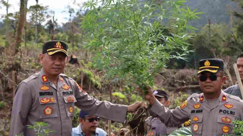 Polisi Temukan Ladang Ganja di Kaki Gunung Sinabung, Tersebar di 6 Titik