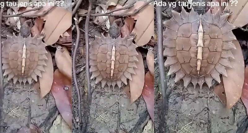 Viral, Muncul Kura-Kura dengan Bentuk Tubuh yang Aneh di Tengah Hutan