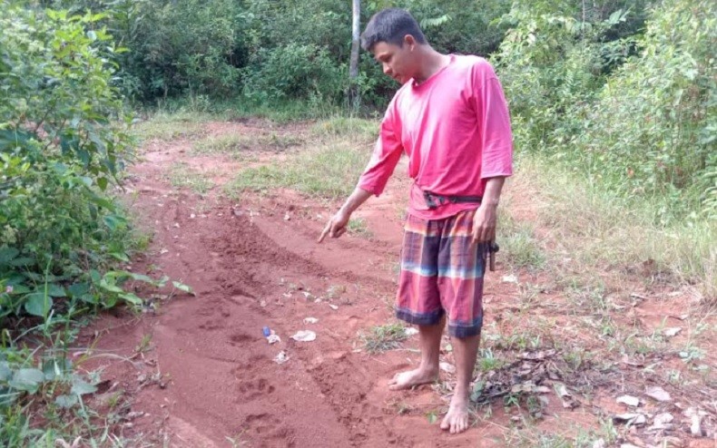Harimau Sumatera Incar Ternak Warga Mukomuko, Jejak Kaki Membekas di Tanah