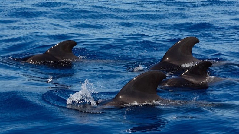 Fenomena Pilu, Hampir 100 Paus Pilot Terdampar di Australia, Diduga Alami Stress Berat