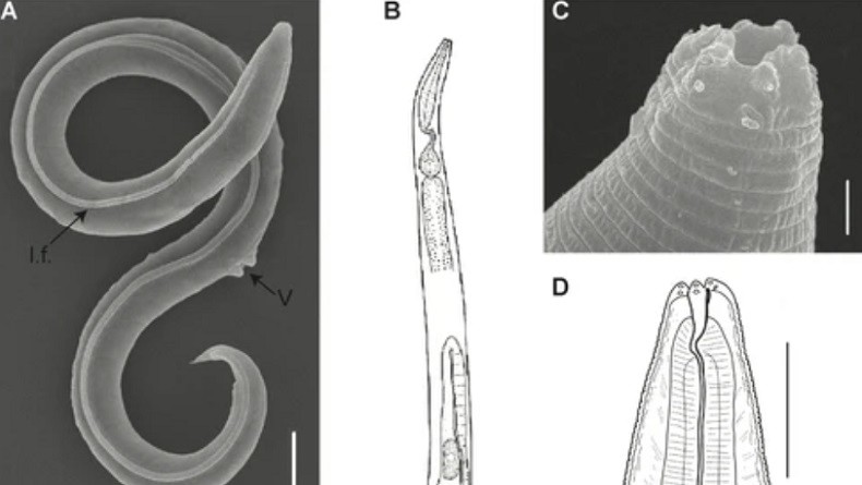 Ajaib, Hewan yang Membeku Selama 46.000 Tahun Dihidupkan Kembali