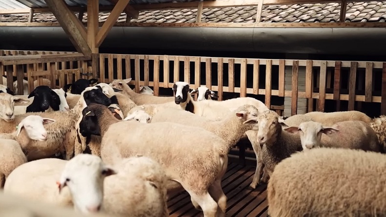 Bisnis Peternakan Domba Dorper Menjanjikan, Pria Ini Dapat Ratusan Juta dalam 2 Tahun