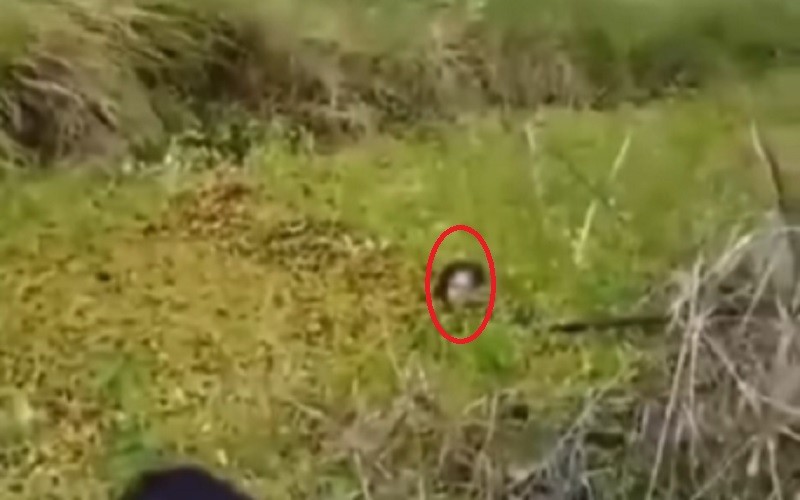 Ngeri! Wanita Pekerja Sawit di Ketapang Diterkam Buaya, Selamat meski Luka Parah