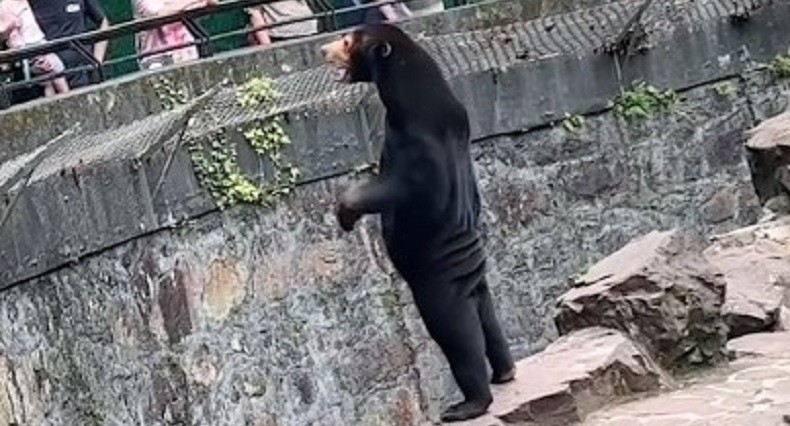 Beruang Bisa Berdiri dan Dadah Mirip Manusia, Diduga Staf Kebun Binatang Pakai Kostum