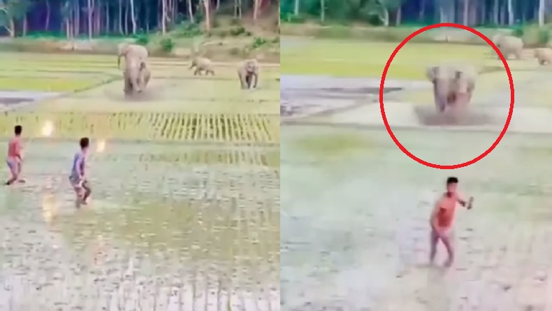 Viral Warga Usir Kawanan Gajah di Persawahan Malah Dikejar Balik