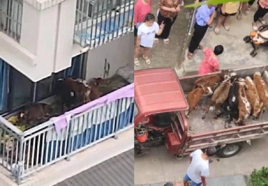 Baru Pindah ke Kota, Pria Ini Pelihara 7 Sapi di Balkon Apartemen