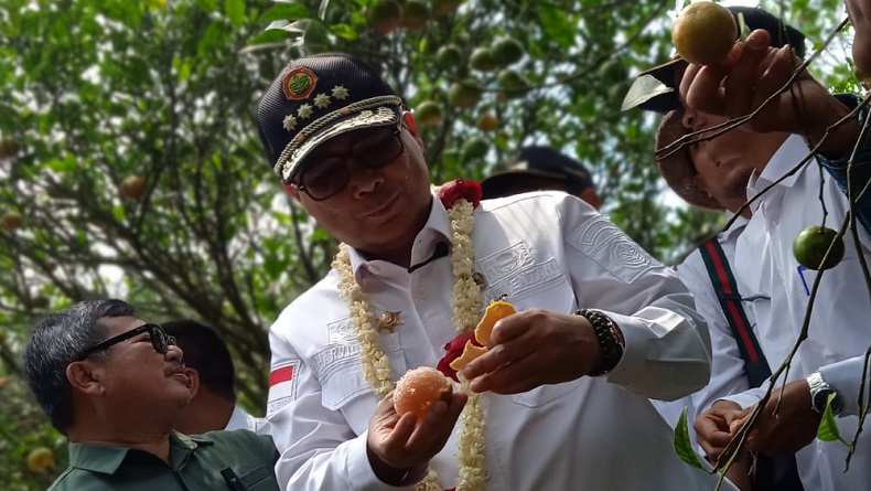 Promosi Produk Pertanian, Wamentan Akan Bawa Jeruk Garut ke Istana Presiden